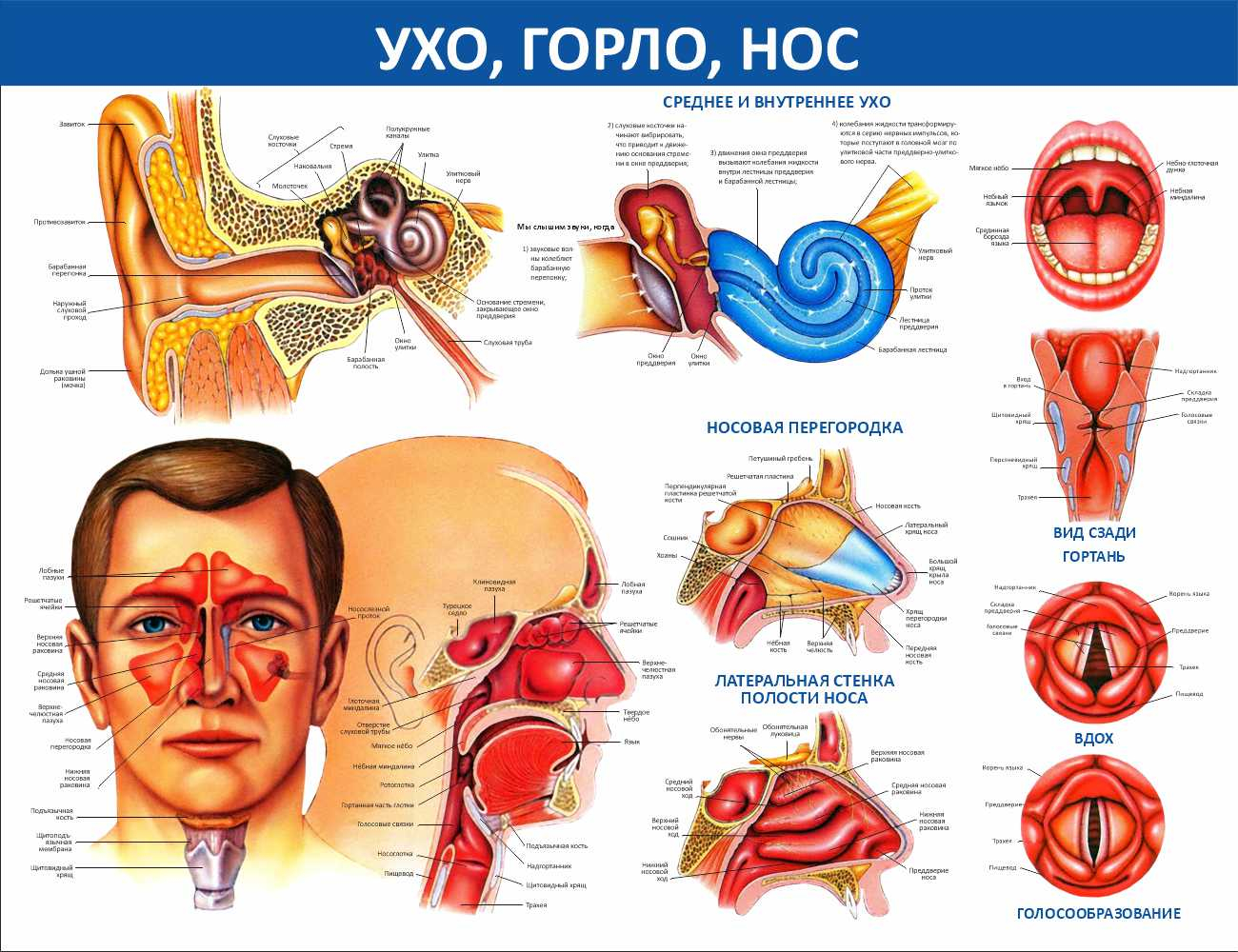 Ухо, горло, нос Ноябрьск